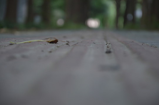 林悠小道
