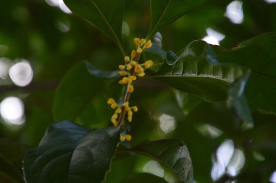 桂花