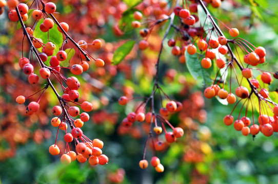 紅麗海棠