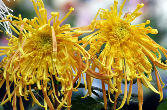 菊花