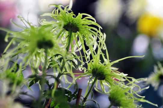 菊花