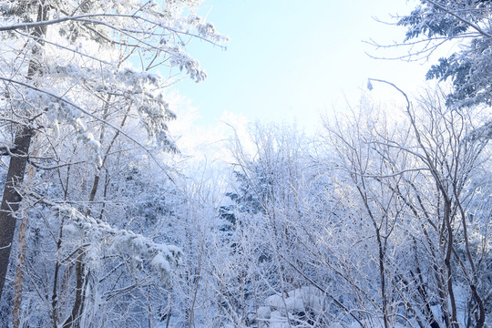 雪鄉(xiāng) 雪鄉(xiāng)風(fēng)景 中國(guó)雪鄉(xiāng)