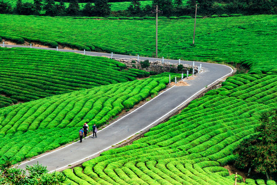 茶山茶園茶樹