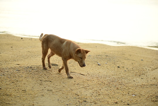 柴犬 土狗