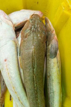 偏口魚