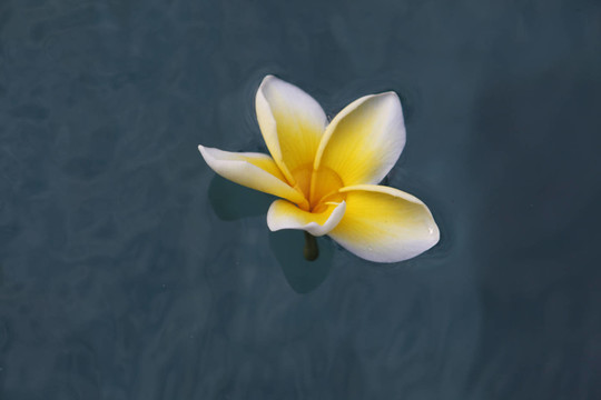 藍(lán)色的花