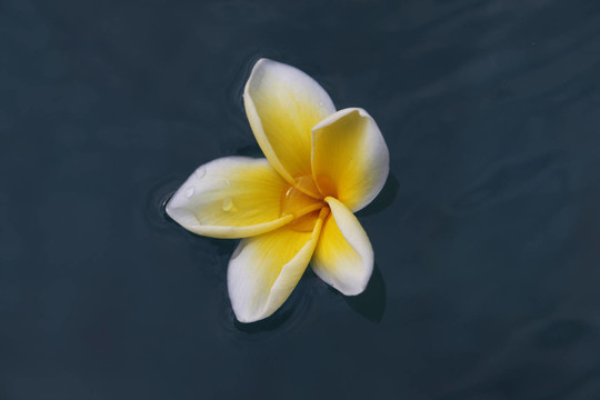 藍(lán)色的花