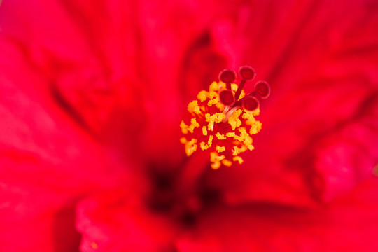 花蕊特寫