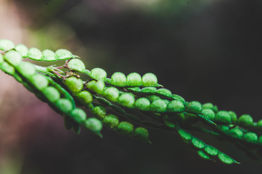綠色豆子植物