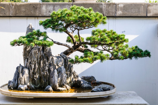 盆景