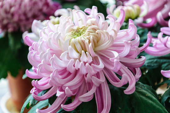 菊花