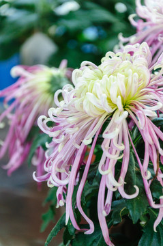 菊花