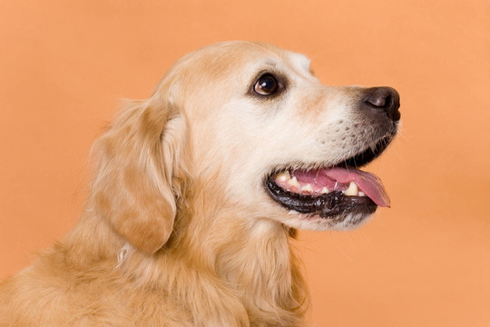 金毛獵犬