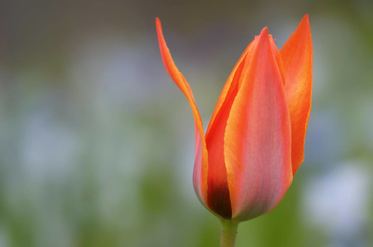 花卉