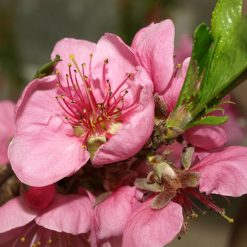 nektarinenblüTE 3