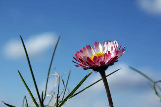 雛菊
