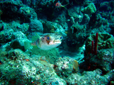 氣球igelfisch