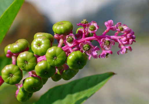 cermesberry [規(guī)格]商陸
