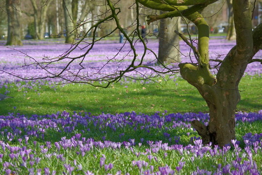 krokusblüTE