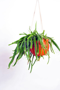 垂吊植物曇花