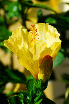 木槿