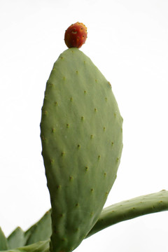 樹(shù)