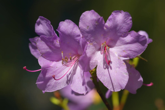 杜鵑花