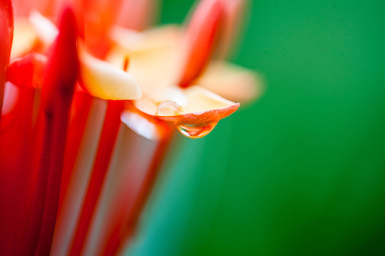龍船花特寫