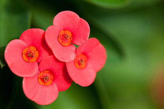 紅花特寫