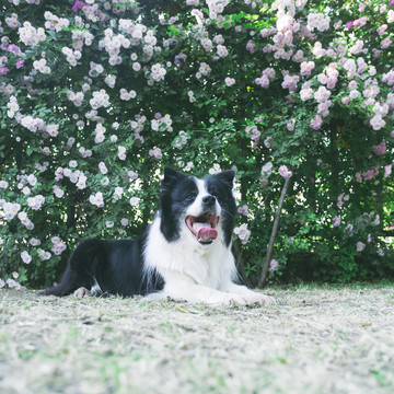 邊境牧羊犬