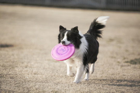 邊境牧羊犬
