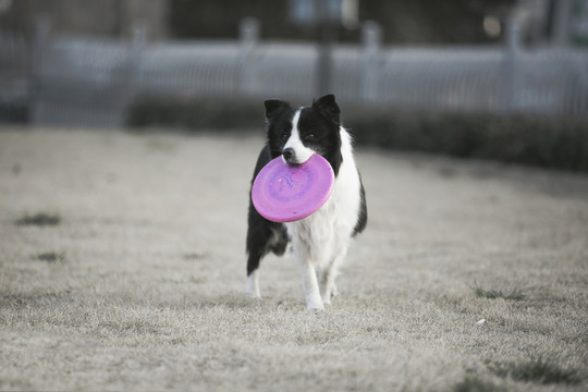 邊境牧羊犬