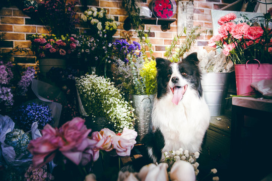邊境牧羊犬