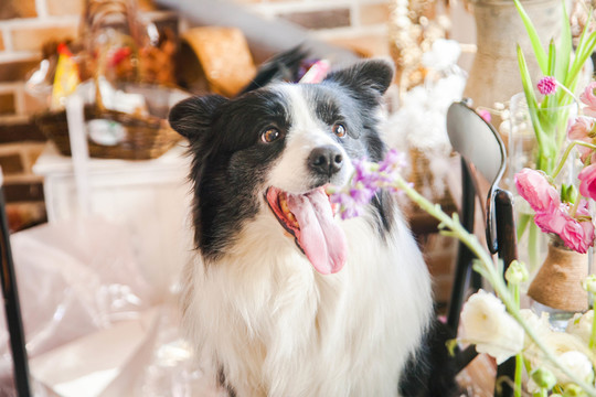 邊境牧羊犬