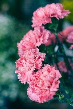 花卉
