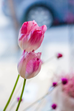 花卉