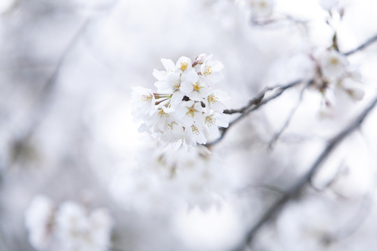 櫻花