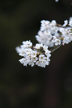 櫻花
