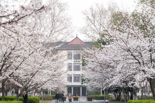 櫻花