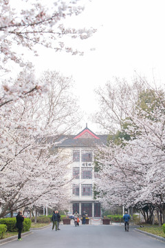 櫻花