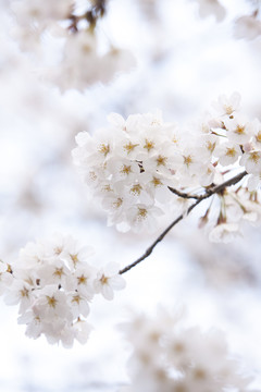 櫻花