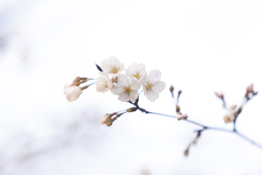 櫻花