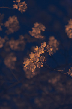 櫻花