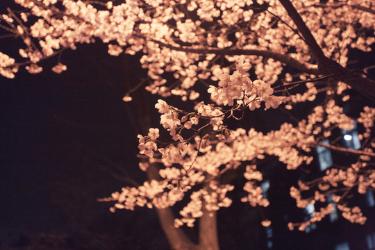 櫻花