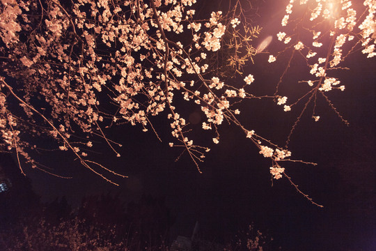 櫻花