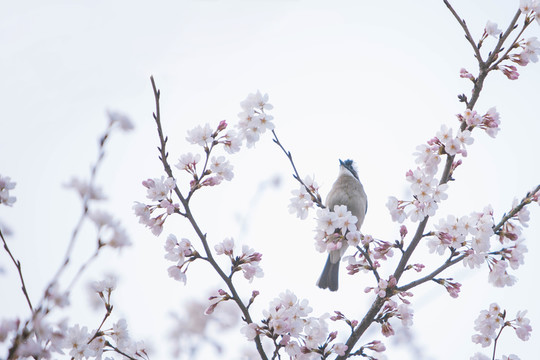 櫻花