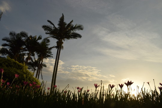 花在夕陽下盛開