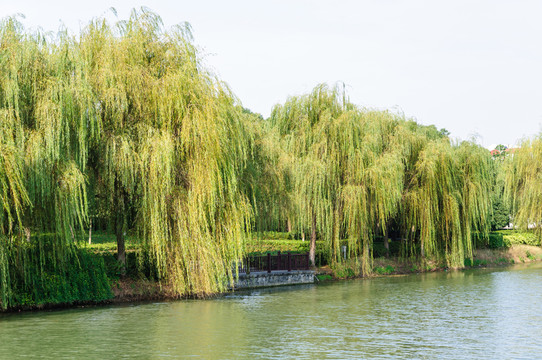 鄭和公園景觀