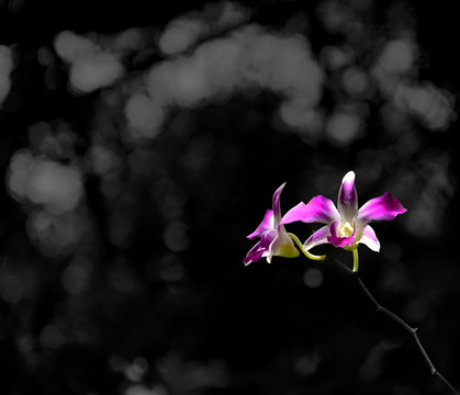 蘭花