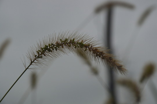 狗尾草